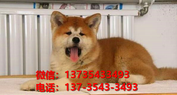 纯种秋田犬幼犬 大连犬舍宠物狗狗市场在哪里