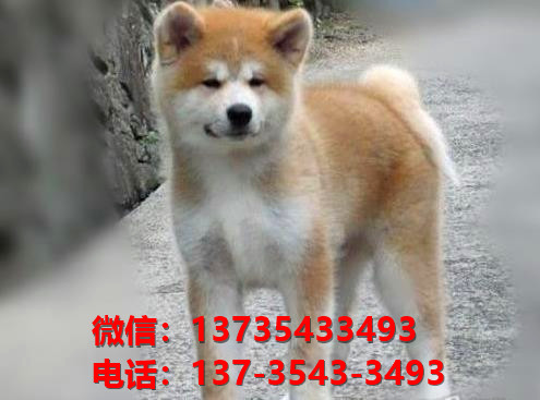 成都宠物狗犬舍出售纯种秋田犬宠物狗市场在哪里卖狗哪里有狗狗领养