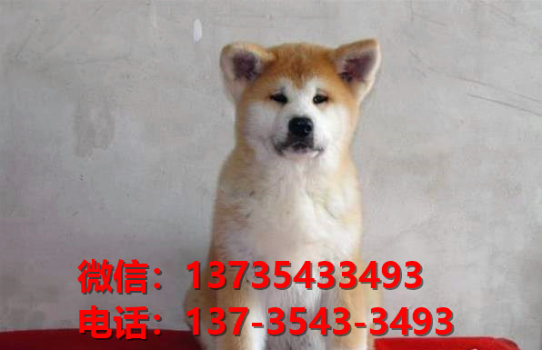 厦门犬舍出售纯种秋田犬宠物狗市场在哪卖狗 