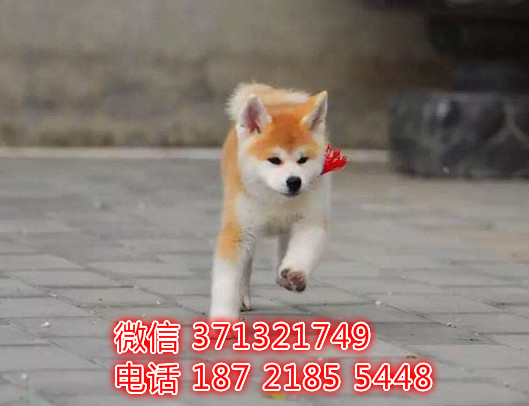 长沙宠物 秋田犬出售纯种幼犬 长沙狗场在哪里