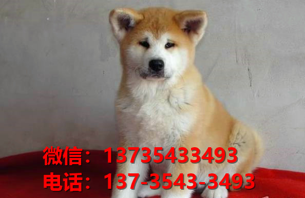 厦门犬舍出售纯种秋田犬宠物狗市场在哪卖狗 网上哪里有狗买