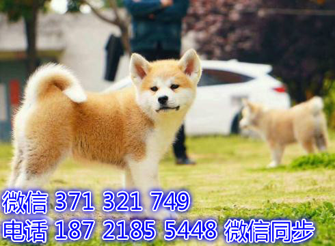 哈尔滨宠物狗狗 秋田犬出售 哈尔滨狗场繁殖 特价