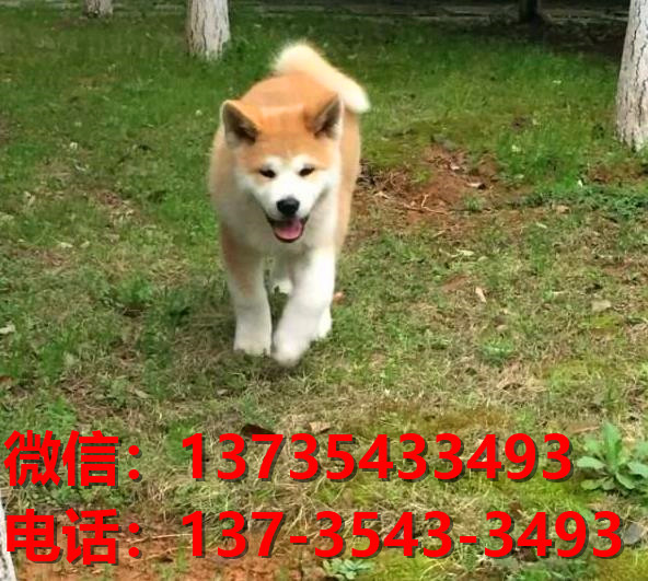 纯种秋田犬幼犬 长沙犬舍宠物狗狗市场在哪里