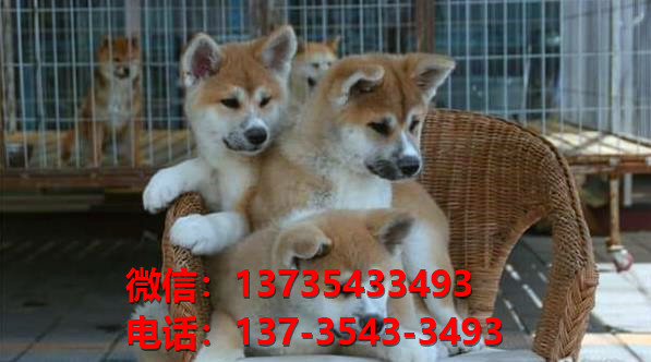 沈阳犬舍出售纯种秋田犬宠物狗市场在哪卖狗 网上哪里有狗买