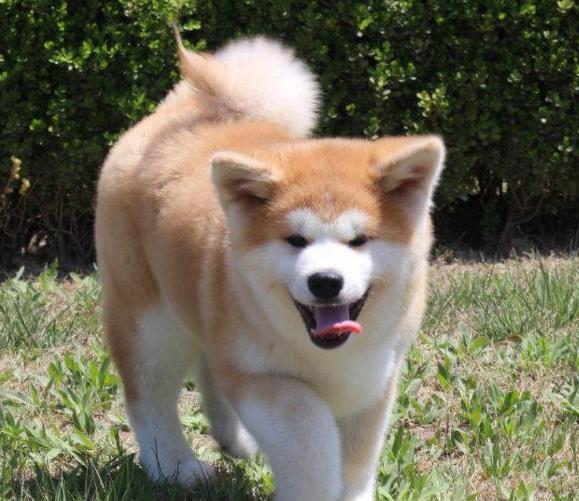 健康正宗的秋田犬 北京犬舍宠物狗狗出售在哪