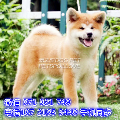 秋田犬幼犬出售纯种 狗场直销宠物 哪里有宠物狗狗口
