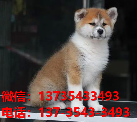 福建附近哪里有宠物狗狗犬舍 卖狗买狗的地方