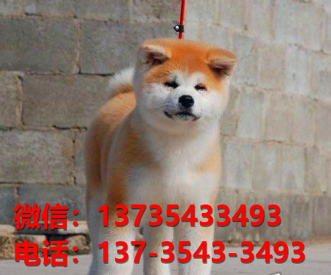 健康正宗的秋田犬 北京犬舍宠物狗狗出售在哪有狗市场卖狗买狗地方