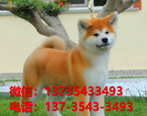 健康正宗的秋田犬 北京犬舍宠物狗狗出售在哪有狗市场卖狗买狗地方