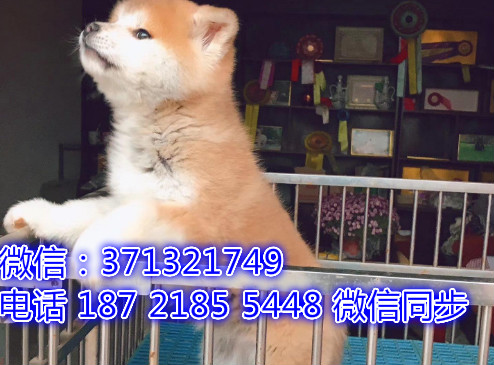 特价秋田出售纯种幼犬 专业繁殖专业发货 可上门看父