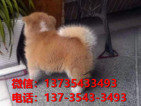 健康正宗的秋田犬 合肥犬舍宠物狗狗出售在哪