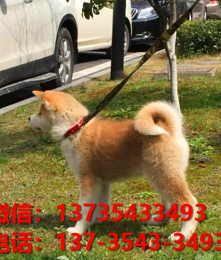 海南附近哪里有宠物狗狗犬舍 卖狗买狗的地方