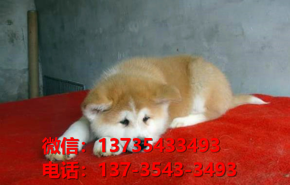 健康正宗的秋田犬 合肥犬舍宠物狗狗出售在哪有狗市场卖狗买狗地方