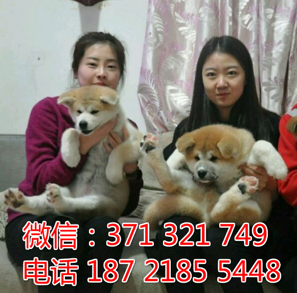 全国特惠秋田纯种幼犬 支持上门 支持空运汽运