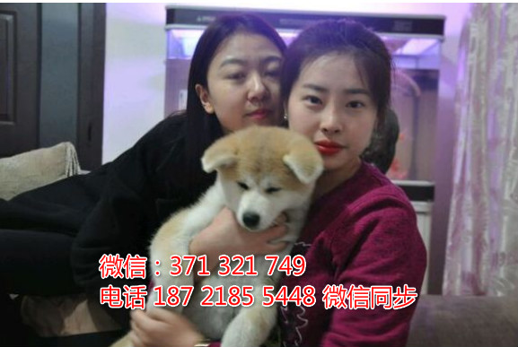 全国特惠秋田纯种幼犬 支持上门 支持空运汽运 包健康故