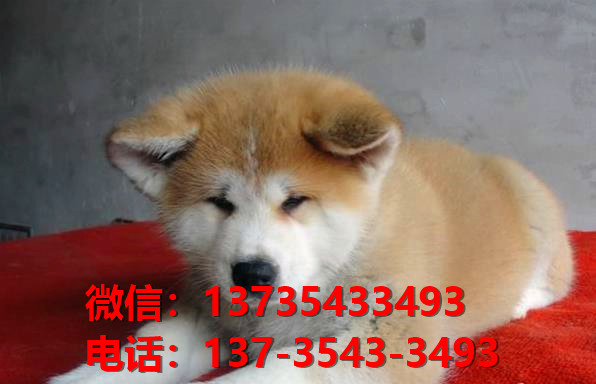 健康正宗的秋田犬 合肥犬舍宠物狗狗出售在哪有狗市场卖狗买狗地方