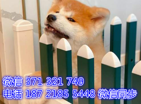 北京宠物狗狗秋田出售幼犬 全国可以发货颗