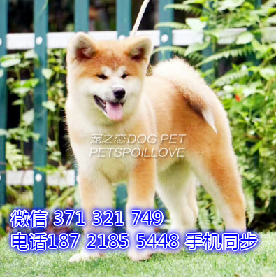 秋田犬幼犬出售纯种 狗场直销宠物 哪里有宠物狗狗狗