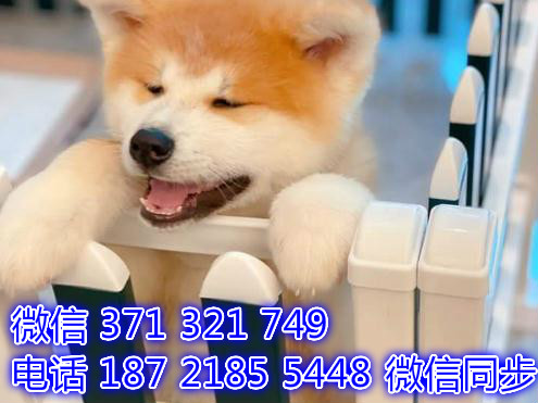 宠物狗狗秋田幼犬 全国可以发货 犬舍繁殖沉
