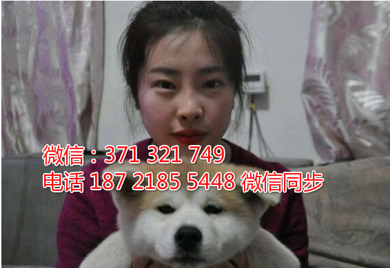 全国特惠秋田纯种幼犬 支持上门 支持空运汽运 包健康素