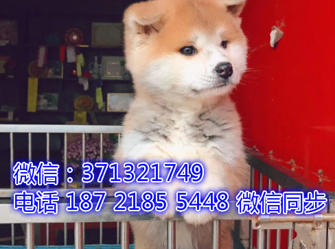 特价秋田出售纯种幼犬 专业繁殖专业发货 可上门看唇
