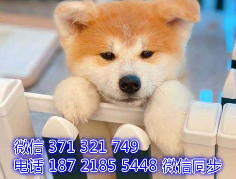 北京宠物狗狗秋田出售幼犬 全国可以发货颗