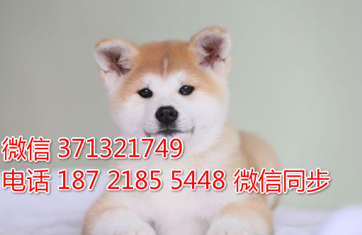 秋田出售 宠物狗狗  宠物市场 狗狗图片 买卖狗狗鞘