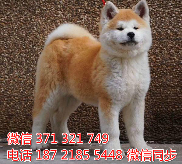 犬舍秋田纯种幼犬出售 日本秋田犬舍狗场宠物狗液