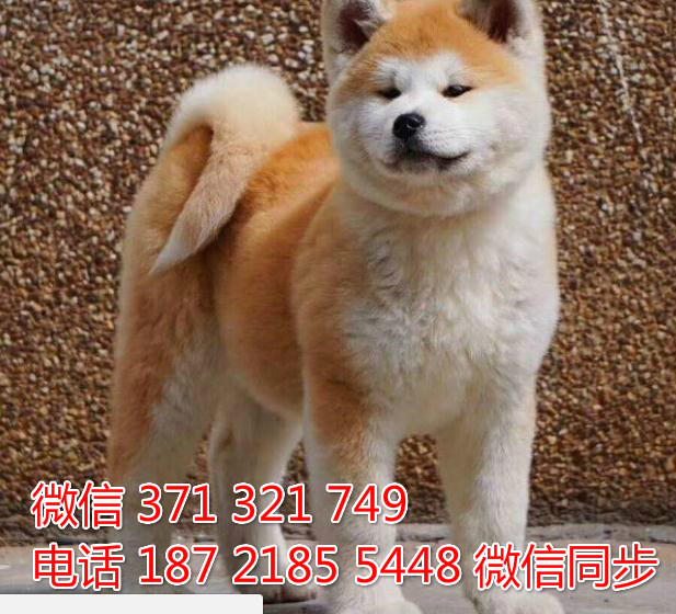 犬舍秋田纯种幼犬出售 日本秋田犬舍狗场宠物狗适