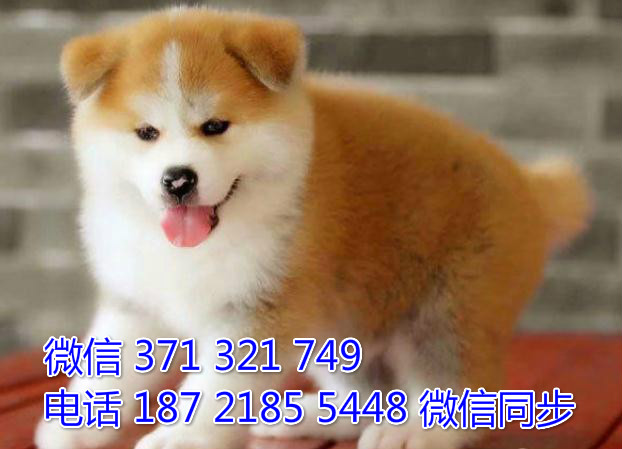 犬舍直销，哪里有宠物秋田犬，精品小型中型大型犬狗狗守