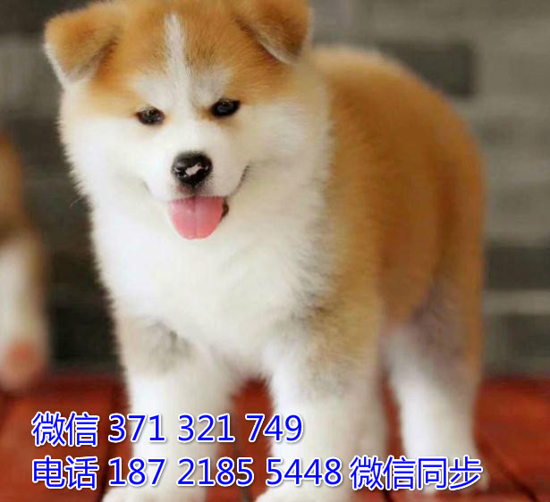 犬舍直销，哪里有宠物秋田犬，精品小型中型大型犬