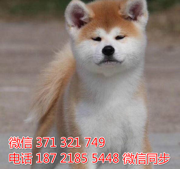 犬舍秋田纯种幼犬出售 日本秋田犬舍狗场宠物