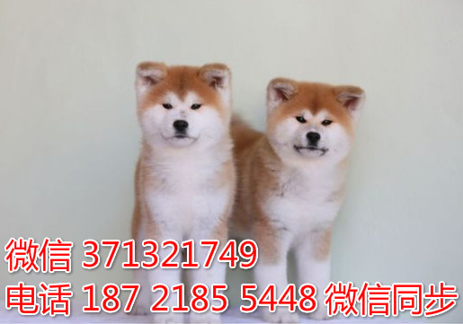 秋田出售 宠物狗狗  宠物市场 狗狗图片 买卖狗狗阂