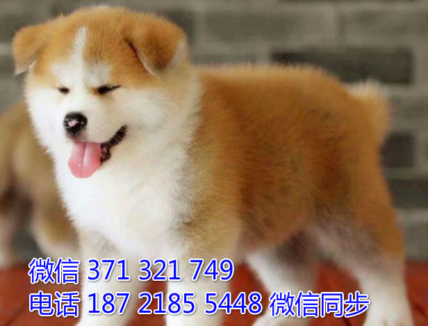 犬舍直销，哪里有宠物秋田犬，精品小型中型大型犬狗狗守