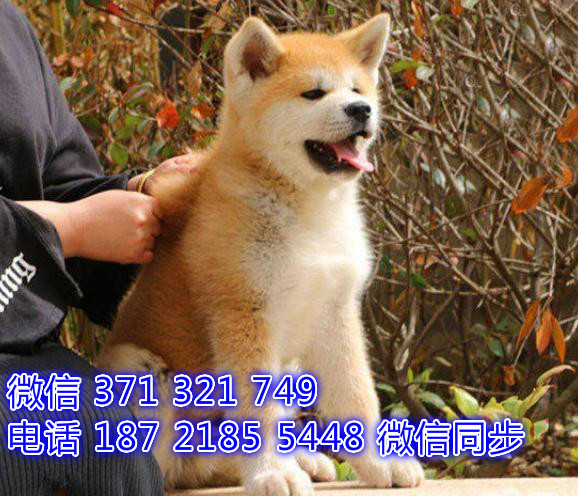 宠物市场 哪里有宠物秋田，精品小型中型大型犬狗狗破