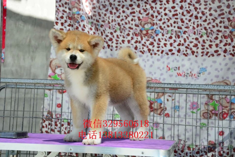   成都秋田犬多少钱 纯种秋田出售 秋田犬价格