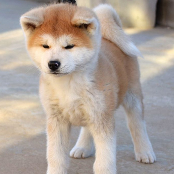 佛山哪里有卖拉布秋田犬 佛山秋田犬一只多少钱 可送货