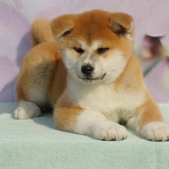 东莞秋田犬一只多少钱 东莞哪里买秋田犬有保障