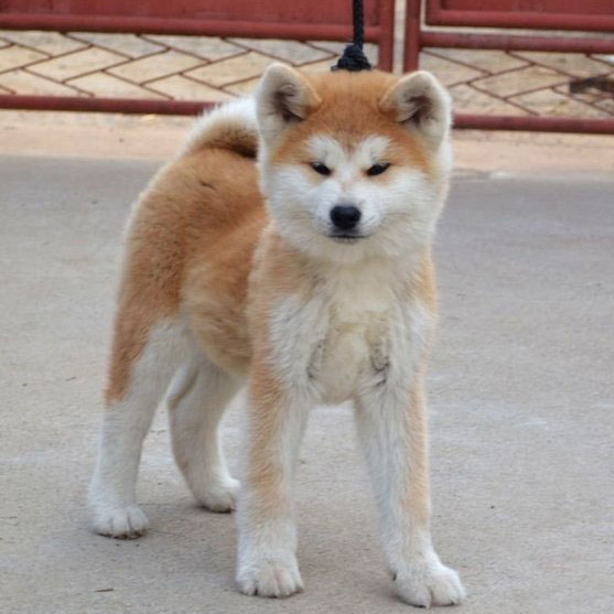 东莞秋田犬一只多少钱 东莞哪里买秋田犬有保障