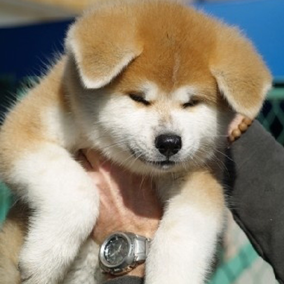 广州买狗 广州哪里有买狗靠谱 秋田犬一只多少钱