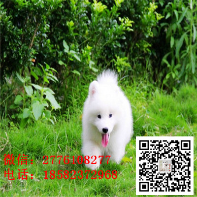 潼南哪里有卖萨摩耶犬 萨摩耶雪橇犬纯种健康 萨摩耶小狗价格 萨摩长多大