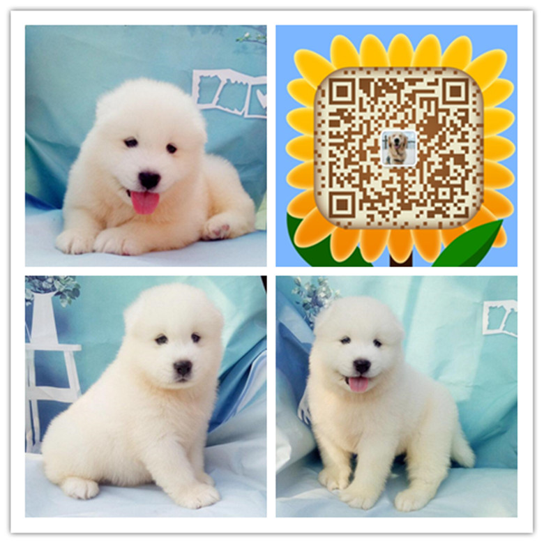 武汉哪里有卖狗的 武汉哪里有狗场 武汉哪里有