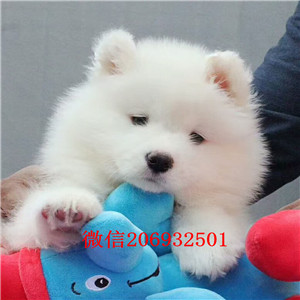 脾气好很忠诚的萨摩犬武汉出售 品质保证 健康