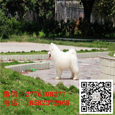 晋中哪里有卖萨摩耶犬 萨摩耶雪橇犬纯种健康 