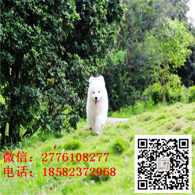 酉阳哪里有卖萨摩耶犬 萨摩耶雪橇犬纯种健康 萨摩耶小狗价格 萨摩长多大