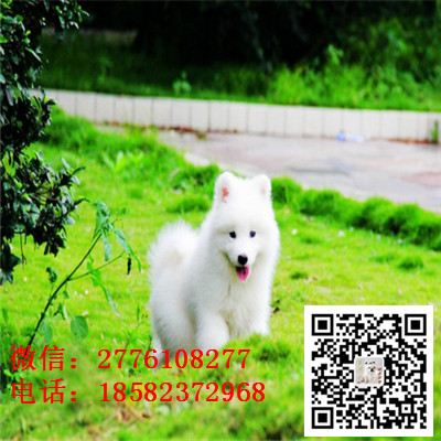 潼南哪里有卖萨摩耶犬 萨摩耶雪橇犬纯种健康 萨摩耶小狗价格 萨摩长多大