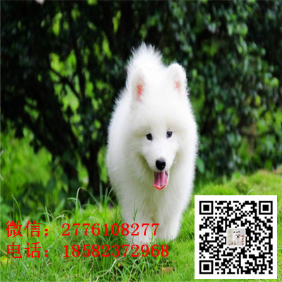 酉阳哪里有卖萨摩耶犬 萨摩耶雪橇犬纯种健康 萨摩耶小狗价格 萨摩长多大