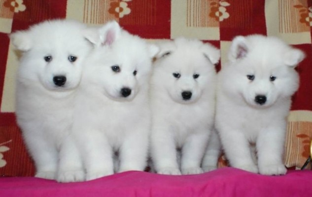 宠物狗萨摩耶犬价格萨摩耶犬图片萨摩耶犬出售武汉萨摩耶犬犬舍