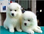 西安哪里有卖萨摩耶犬的 西安哪里出售萨摩耶狗狗 西安纯种萨摩耶价格