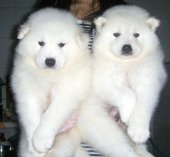 西安哪里有卖萨摩耶犬的 西安哪里出售萨摩耶狗狗 西安纯种萨摩耶价格